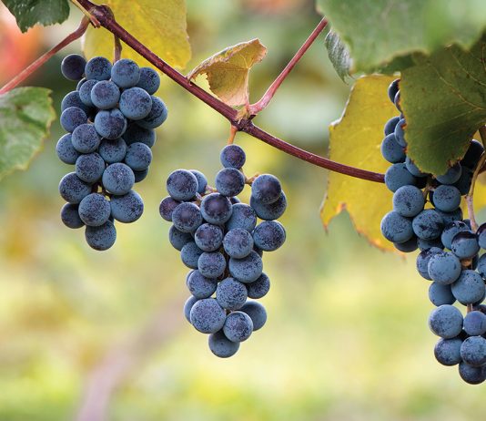 Beneficiile nutritionale ale strugurilor