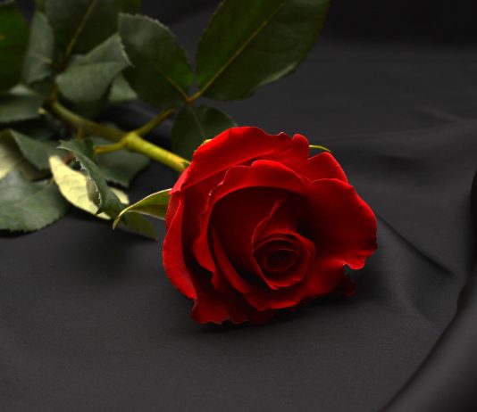 Planuiesti sa o ceri de sotie? Nu uita sa comanzi flori online in Bucuresti!