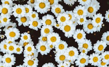 148 Citate Despre Flori care sa te inspire in fiecare zi