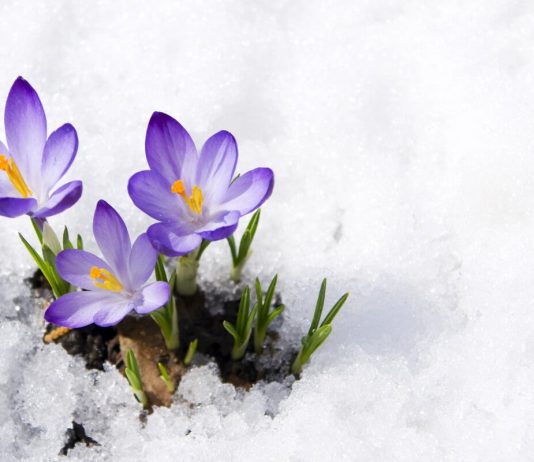 15 plante cu flori care rezista frigului iernii