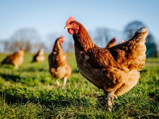 Ce inseamna daca visezi gaini – Interpretarea viselor